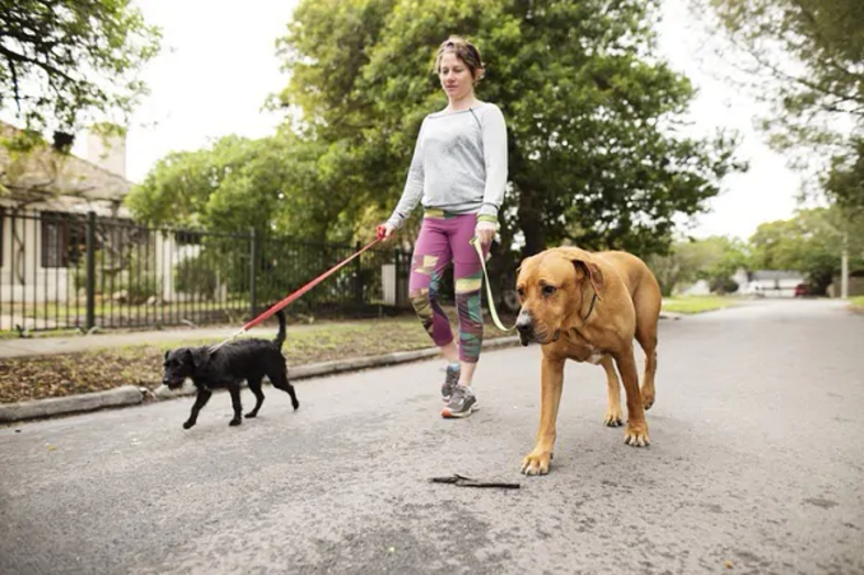 Lisboa tem espaços pet friendly para passear com o seu patudo