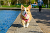 Corgi refresca-se ao molhar as patas num parque