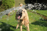 Cão refresca-se com água