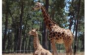 Girafa bebé é a nova atração do Badoca Park