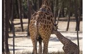 Girafa bebé, espécie ameaçada, nasceu no Badoca Safari Park, em Vila Nova de Santo André