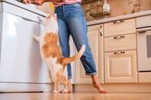 Um gato tenta alcançar algo no lava-louças perto de uma pessoa na cozinha
