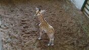 Girafa bebé nasce no Badoca Safari Park, um marco importante para a conservação da espécie