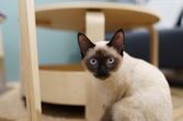 Gato siamês com olhos azuis altera comportamento no verão