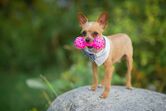 Cão com gravata e brinquedo altera comportamento no verão