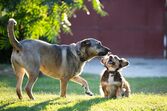 Veterinária Cláudia Santos explica as diferenças nos cuidados a cães de grande e pequeno porte