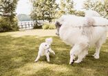 Cães de grande e pequeno porte requerem cuidados diferentes para uma vida longa e saudável