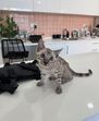 Sakura, a gata de Patrícia Mamona, conquista corações.
