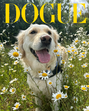 Tango vence competição Dogue 2025 com Lola e Rupurt no pódio