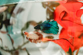 Peixes de estimação podem ser boa companhia em casas pequenas