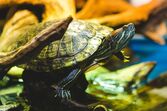 Tartaruga de água: um animal de estimação que não ocupa muito espaço e faz companhia