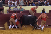 Forcado enfrenta touro no Campo Pequeno, resultando em fatalidade