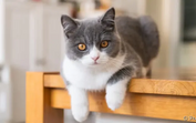 Gatos têm personalidade vincada e certos comportamentos podem afastá-los