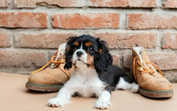 Cachorro curioso junto a par de botas