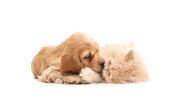 Cão e gato aninham-se em imagem de grande ternura
