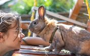 Coelho e mulher interagem num dia de verão; animais mudam comportamento com o calor