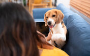 Cão observa dono, procurando interação e lendo o seu estado de espírito