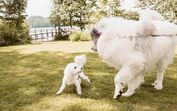 Cães de grande e pequeno porte requerem cuidados diferentes para uma vida longa e saudável