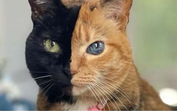 Gato influencer conquista fãs na internet com beleza e fotogenia