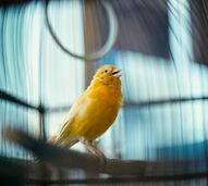Aves irrequietas no verão têm explicações naturais.
