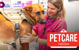 De Júnior a Sénior: estes são os cuidados essenciais para cada fase de vida do pet