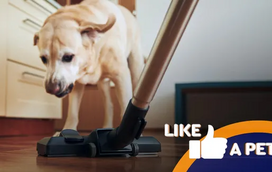 Estes pets têm rivalidades inesperadas!