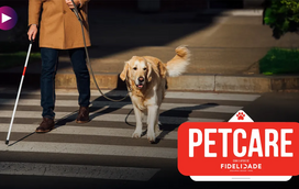 Heróis de quatro patas: estas são as três curiosidades que não sabia sobre os cães-guia