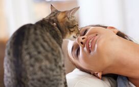 O seu gato ronrona e não sabe o que ele quer dizer? Nós descodificamos a mensagem
