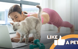 Missão verão 2025: estes pets não brincam com o exercício físico! 