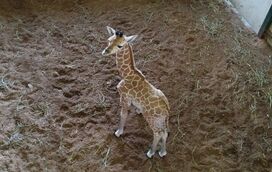 O programa que os miúdos vão adorar! Há uma girafa bebé para mimar no Badoca