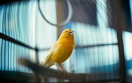 Saiba como manter o seu pássaro saudável e confortável com a chegada dos dias frios