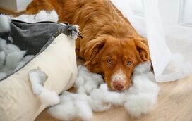 Sem tempo? Estas ideias vão manter o seu animal de estimação feliz e ativo mesmo sozinho!