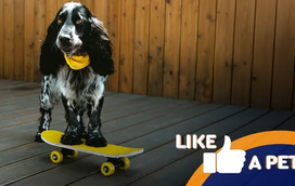 Cuidado com estes skaters! Vai ficar impressionado com o que estes animais são capazes de fazer