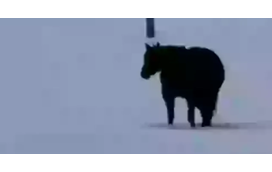 Lembra-se do dilema do vestido? Agora há um novo com um cavalo: a nova ilusão ótica que está a deixar a internet louca