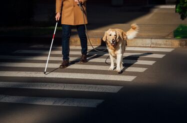 Heróis de quatro patas: estas são as três curiosidades surpreendentes que tem de saber sobre os cães-guia