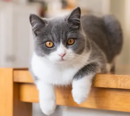 Afinal há uma explicação! Este é o motivo pelo qual os gatos adoram derrubar objetos