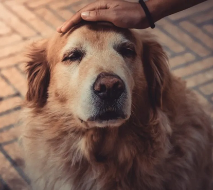 Se o seu cão é mais velhinho, requer outro tipo de cuidados. Descubra como pode proteger as articulações do seu patudo no inverno