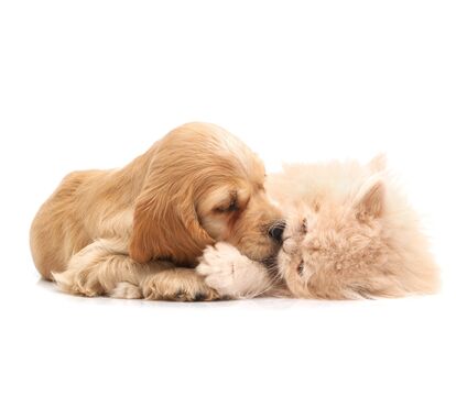 Quer fazer o seu pet ainda mais feliz? Pets and Company surge renovado e com uma nova imagem