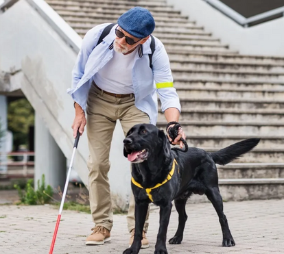 Heróis de quatro patas: as maiores curiosidades sobre os cães-guias, os melhores amigos dos invisuais