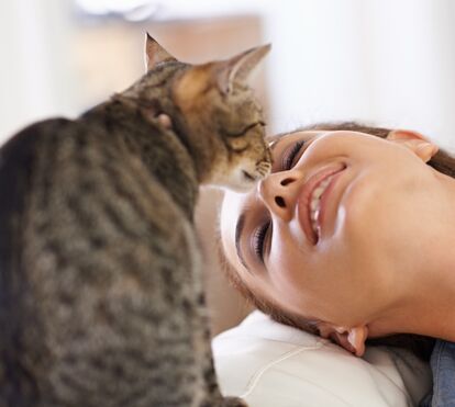 O seu gato ronrona e não sabe o que ele quer dizer? Nós descodificamos a mensagem