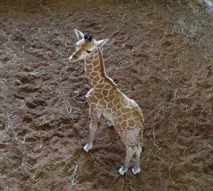 O programa que os miúdos vão adorar! Há uma girafa bebé para mimar no Badoca