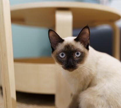 Os gatos são muito curiosos e brincalhões. Conheça as verdadeiras razões por detrás do fascínio dos felinos por sombras e lasers