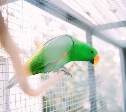 Tédio, doença ou stress? Descubra o que leva as aves a arrancarem as próprias penas