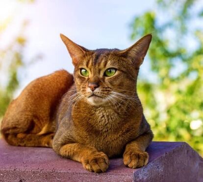 Os gatos têm mau feito e não gostam de humanos. Esqueça! Há raças super sociáveis e nós contamos quais são