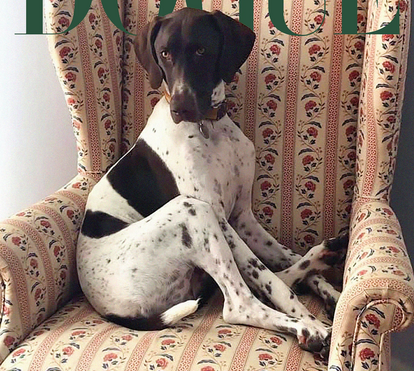Para tudo! Esta beldade chamada Tango é a capa 'pet' da Vogue