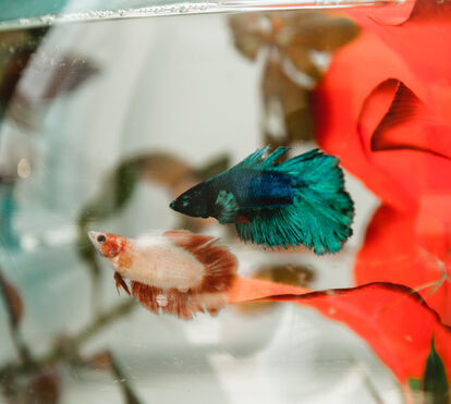 Os gatos bebem leite? Os peixes têm pouca memória? 4 mitos associados a animais para serem desvendados
