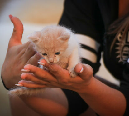 Quer adotar um gatinho bebé? Então há pormenores que tem mesmo que saber...