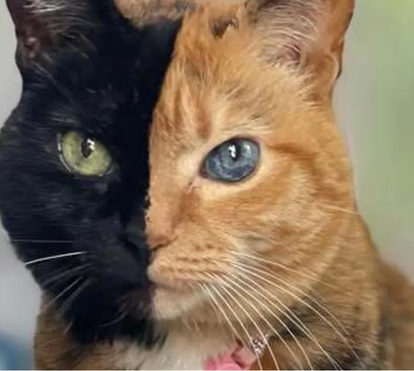 Há gatos que são verdadeiros influencers! Conheça os felinos que são verdadeiras estrelas da internet e têm milhões de seguidores