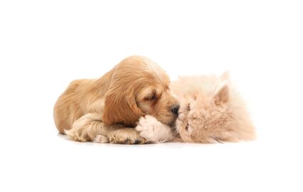 Pets and Company renova imagem e conteúdo para qualidade de vida dos animais