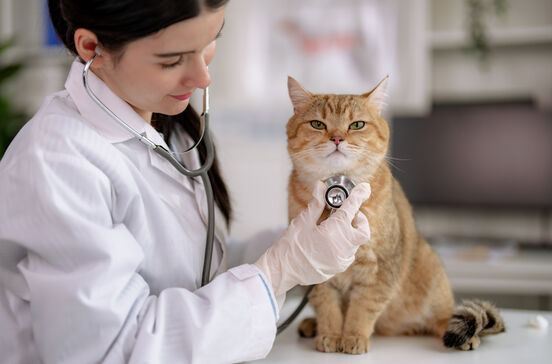 Veterinária examina gato com estetoscópio; proteção para animais de estimação